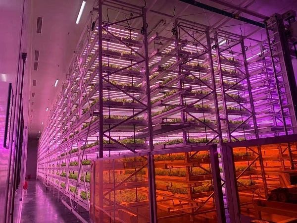 颠覆农业刻板印象,中国植物工厂&ldquo;点亮&rdquo;资本前路